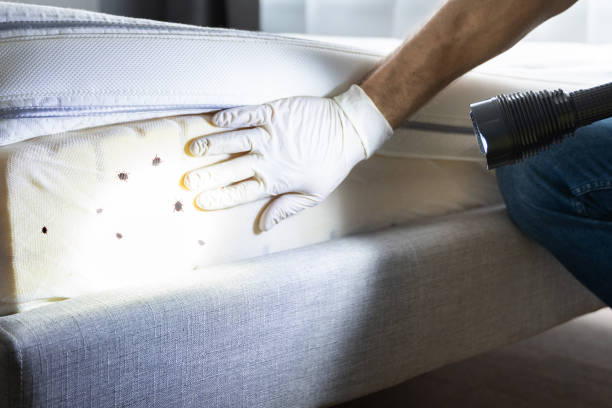 Best Cockroach Control Services  in Redwood Falls, MN