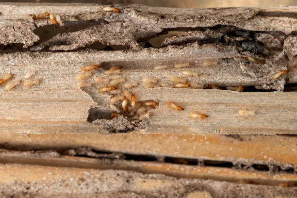 Best Affordable Pest Control Services  in Redwood Falls, MN
